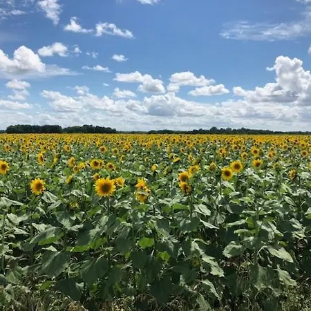 Feriehus La Maison Du Petit Jacques - Rose