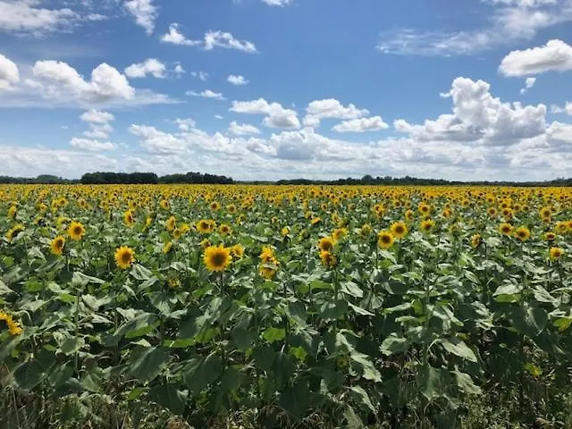 Feriehus La Maison Du Petit Jacques - Rose